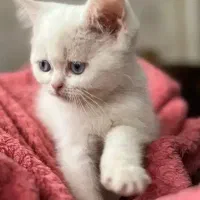 واگذاری یه دوست خوب و همیشه همراه