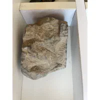 فسیل آمونیت بسیار قدیمی و عتیقه|کلکسیون اشیاء عتیقه|مشهد, دانشجو|دیوار