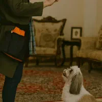 آموزش مربی سگ مطابق با سبک زندگی شما|خدمات آموزشی|مشهد, اقبال|دیوار