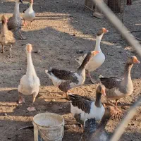 غاز اورک بوقلمون  معاوضه مرغ .برشیری. بزغاله