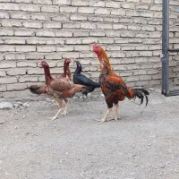 مرغ و خروس لاری