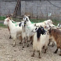 گوسفند زنده وبز آبستن وکشتاری درجه یک|حیوانات مزرعه|قائم‌شهر, |دیوار