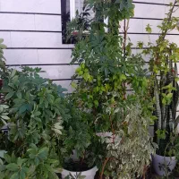 گل آپارتمانی|گل و گیاه طبیعی|کشکسرای, |دیوار