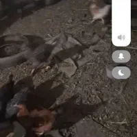 مرغ وخروس|حیوانات مزرعه|اقلید, |دیوار