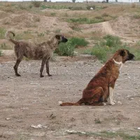 حیوانات مزرعه