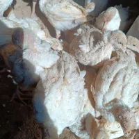 جوجه بوقلمون بیوتی 6 فوق سنگین معصومیه بالا