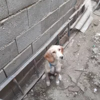 سگ دنبلانی|سگ|صادق آباد, |دیوار