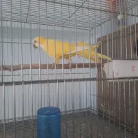 راهب لوتینو کارداده زمانتی|پرنده|میبد, |دیوار