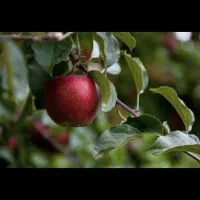 کارگر برای کار در سردخانه