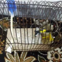 سهره ماده رام|پرنده|کوهدشت, |دیوار