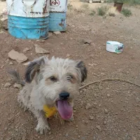 گمشده|حیوانات|سقز, |دیوار