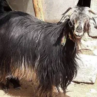 شیر تازه بز