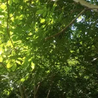 فروش باغ نقلی بوز ـخضرآباد|فروش خانه و ویلا|خضر آباد, |دیوار