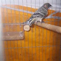 سهر فنج گلبسر