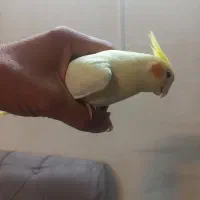 عروس هلندی|پرنده|تهران, دانشگاه شریف|دیوار