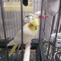 عروس هلندی|پرنده|تهران, عبدل‌آباد|دیوار