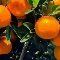 کارگر پرتقال چین