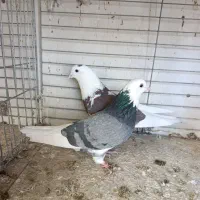 کبوتر پرشی ناب|پرنده|کاشان, امیرکبیر|دیوار