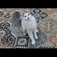 گربه ی ناز بازیگوش