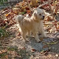 سگ شیتوز تریر