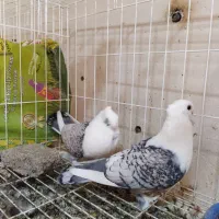 تعدادی کبوتر فروشی|پرنده|بندرعباس, |دیوار