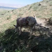 خر گله ای|حیوانات مزرعه|نهاوند, |دیوار