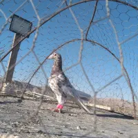 سرور سرخ|پرنده|شیروان (خراسان), |دیوار