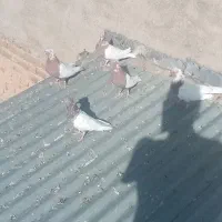 کبوتر|پرنده|اشترینان, |دیوار