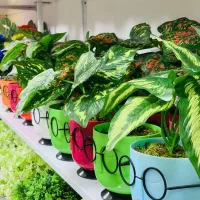 گل مصنوعی|گل مصنوعی|تالش, جوکندان|دیوار