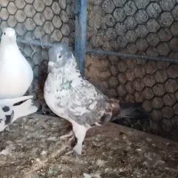 پرنده|پرنده|خان ببین, |دیوار