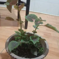 حسن یوسف سبزوبنفش