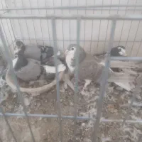 کبوتر