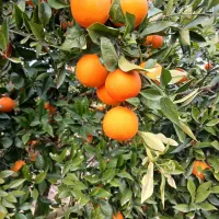 پرتقال خونی سر درختی