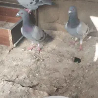 کبوتر پلاکی