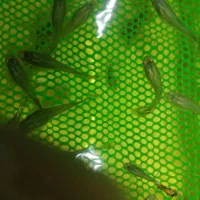 ماهی گوپی|ماهی|سمنان, |دیوار