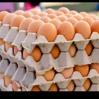 تخم مرغ|خوردنی و آشامیدنی|قصابه, |دیوار