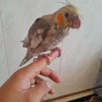 جوجه عروس هلندی