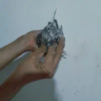 کوهی آتیشی|پرنده|اهواز, زرگان|دیوار