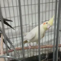 فروش عروس هلندی|پرنده|داراب, |دیوار