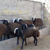 بره تخلی در حد شیشک شال|حیوانات مزرعه|تاکستان, |دیوار