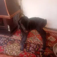 بره شیری ماده سیاه دوروزه
