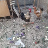 یک عدد خروس نه جوجه خروس یکساله سالم و سرحال