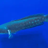 چانا سرماری