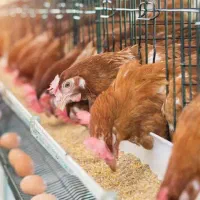 عمده فروشی و پخش تخم مرغ کریمی