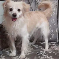 فروش فوری سگ اشپیتز نر