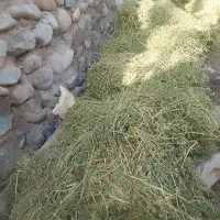 بیده|لوازم جانبی حیوانات|جیرفت, |دیوار