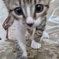 واگذاری گربه