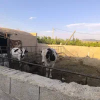 فروش یک کارگاه تیرچه بلوکی یا گاوداری