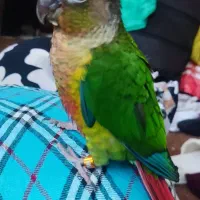 طوطی گرنچیک با طوطی برزلی سخنگو رقاص|پرنده|نظرآباد, رسالت|دیوار