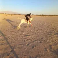 اسب نریون سفید